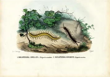 Tausendfüßler, 1863-79